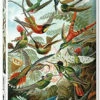 Piatnik HAECKEL, HUMMINGBIRDS 1000pc -GAMES WORLD Sales HAECKEL HUMMINGBIRDS1000pc